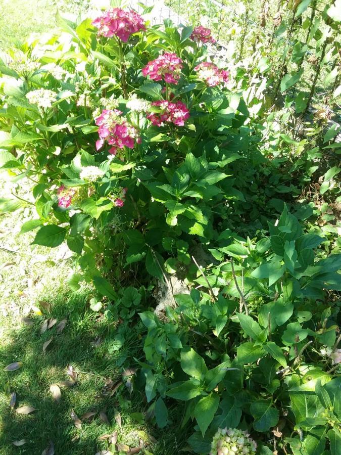 B&B Au Jardin Fleuri Marche-en-Famenne Εξωτερικό φωτογραφία