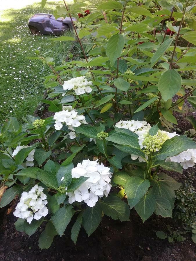 B&B Au Jardin Fleuri Marche-en-Famenne Εξωτερικό φωτογραφία